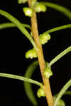 Piedmont marsh elder